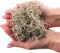 Premium Natural Spanish Moss | Natural Preserved - Great Ground Cover - Filler for Potted Plants
